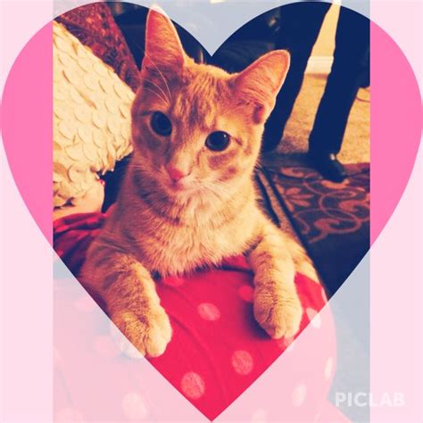 An Orange Cat Laying On Top Of A Red Pillow In Front Of A Pink Heart