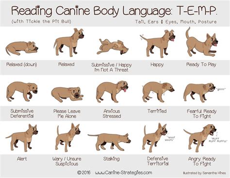 Understanding Your Dogs Body Language