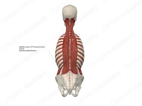 Middle Layer Of Thoracolumbar Fascia Complete Anatomy