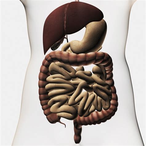 Medical Illustration Showing The Human Digestive System Liver Stomach