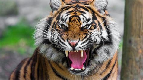Roaring Royal Bengal Tiger Youtube