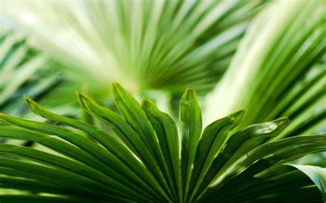 Photography Nature Macro Plants Leaves Green
