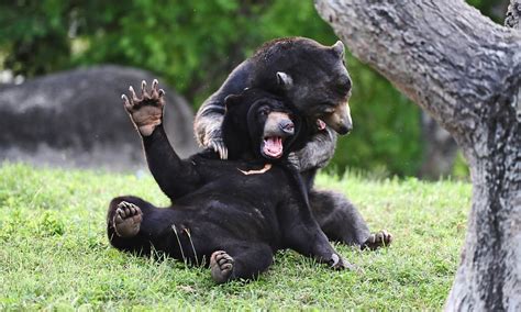 Thats What You Call A Bear Knuckle Fight Playful Bears In Wrestling