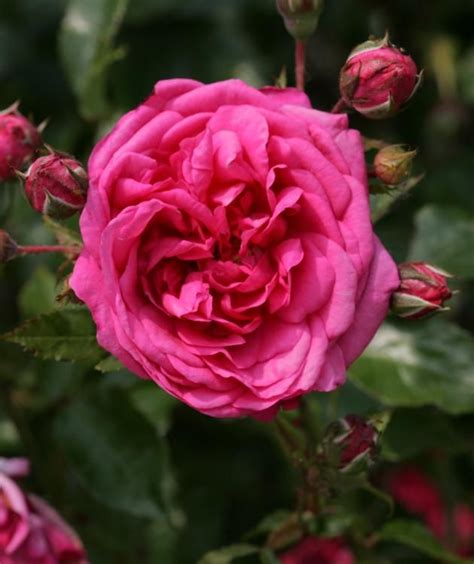 Very Fragrant Climbing Rose In 2020 Fragrant Roses Climbing Roses Rose