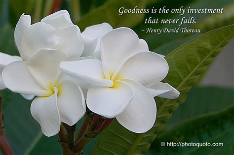 Sayings, Quotes: Henry David Thoreau | Photo Quoto | Henry david thoreau, Picture quotes, Flower ...