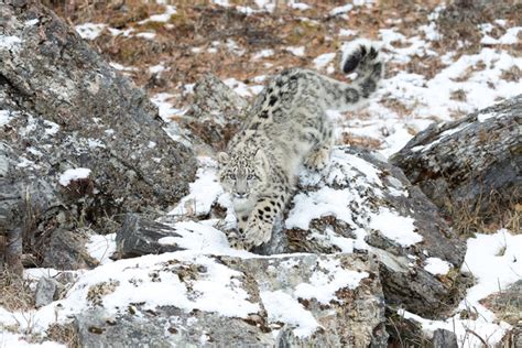 Interesting Facts About Snow Leopards For Kids Home Design Ideas