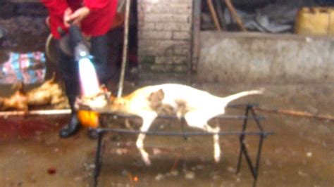 Working with trusted rescues and shelters in china, we first remove the dogs from imminent harm, treat the physical and psychological injuries. Chinese Activists Save 3,200 Dogs From Meat Trade Slaughter