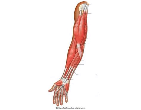 Anterior Arm Muscle Anatomy