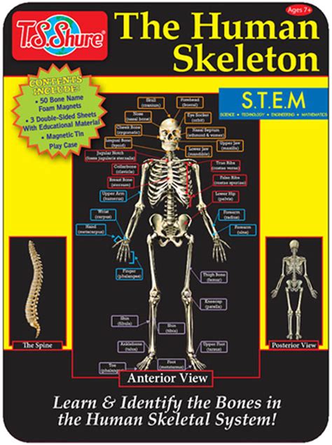 Human Skeleton Magnetic Science Tin Shure Products