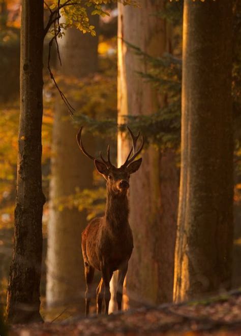 Red Deer Stag By Derek Beattie Artofit