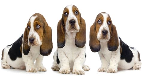 Basset Hound Dog Info Picture Pets World