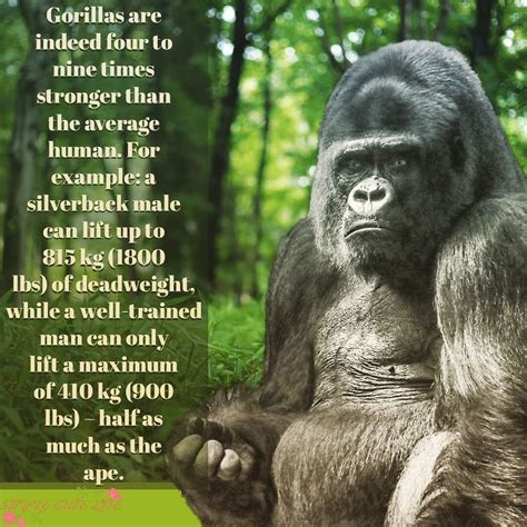Fun Fact Fun Facts Gorilla Animal Tails