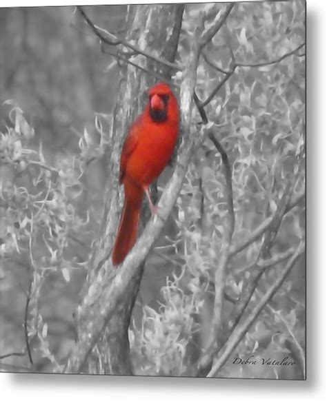 Cardinal Conceptual Photograph By Debra Vatalaro