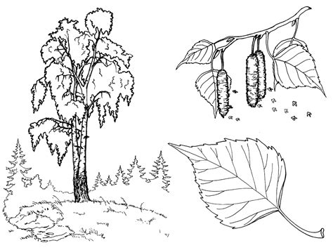 Coloring Page Birch Tree