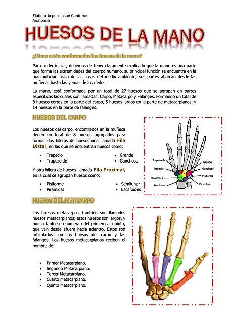 Huesos Que Conforman La Mano Udocz