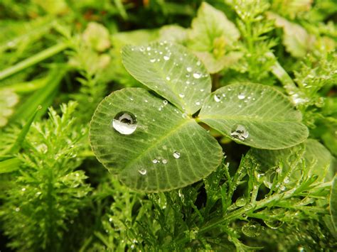 Free Images Nature Grass Dew Lawn Meadow Rain Water Drop Leaf