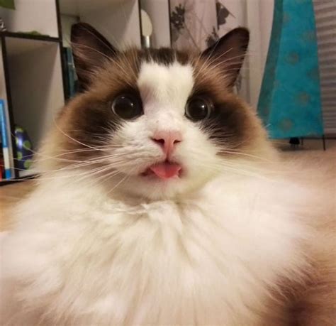 24 Totally Adorable Animal Mlems That Will Make You Say Aww In 2020