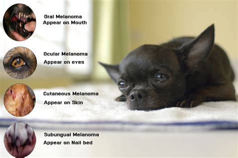 What Is Melanoma In Dogs And How To Treat It Canadapetcare Blog
