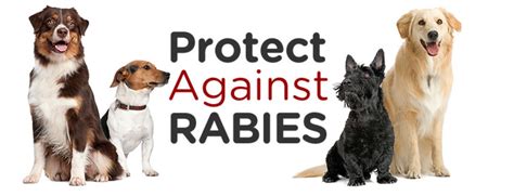 Rabies Vaccination Requirements for Pets – Heart Arrow Veterinary