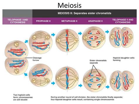 Ppt Mitosis Vs Meiosis Powerpoint Presentation Free Download Id