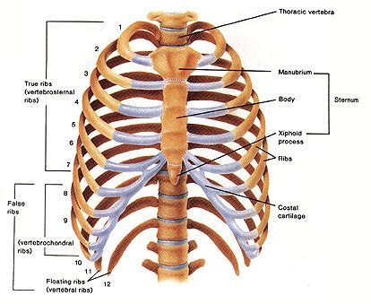Rib cage anatomy and its implications in back pain. Medical Pictures Info - Rib