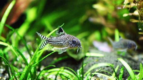 How To Choose The Best Algae Eaters Even For A Small Aquarium