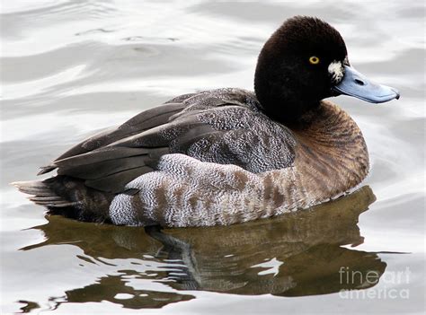 The lesser scaup (aythya affinis) is a small north american diving duck that migrates south as far as central america in winter. Female Lesser Scaup Duck 2 Photograph by Terry Elniski