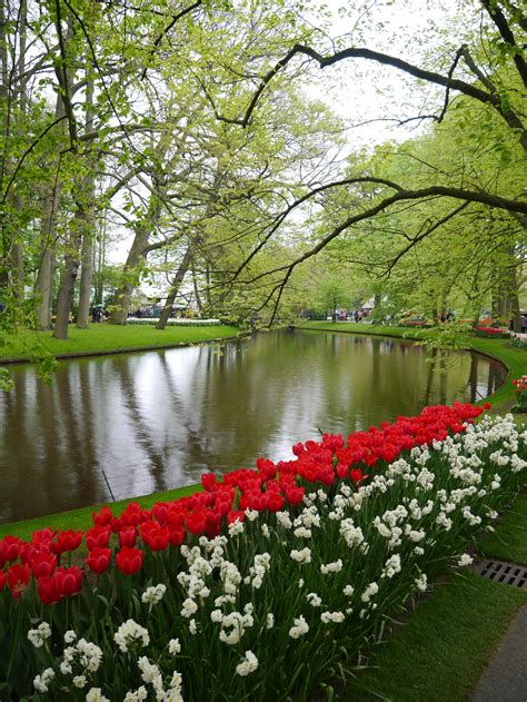 Post the definition of lisse to facebook share the definition of lisse on twitter. AMSTERDAM Keukenhof Gardens Part Three - Viktoria Jean