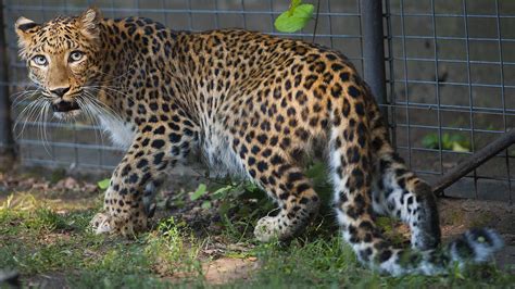 North-Chinese leopard arrives at Debrecen Zoo - Daily News Hungary