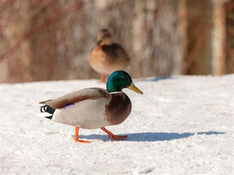 Two Ducks On The Snow Stock Photo Image Of Winter Beauty 227922920