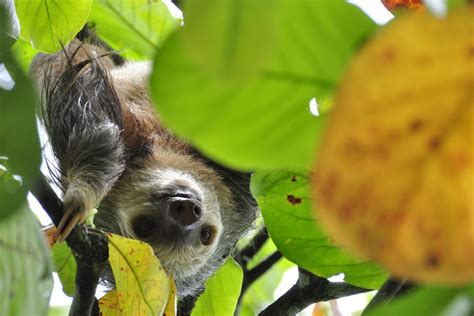 33 Wild Animals In Ecuador Wildlife In Ecuador Kevmrc