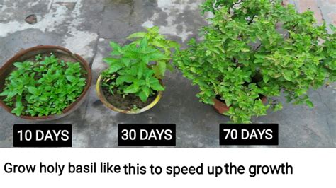 Grow Care Holy Basil Plant This Way To Make It Grow Faster And