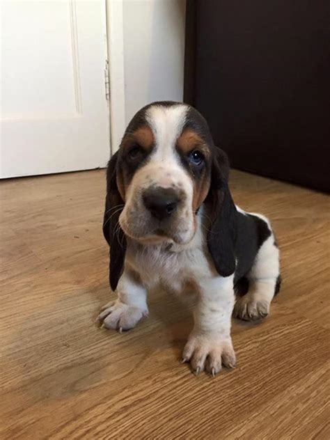 Pin By Nancy Wilson On Dogs And Others Hound Puppies Basset Hound