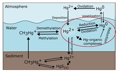 water free full text chemical oxidation and reduction pathways of mercury relevant to