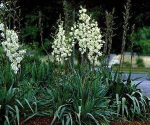 Ivory Tower Yucca Yucca Filamentosa Yucca Agaves