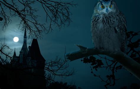 Wallpaper Night Castle Owl Dark Halloween Moon Halloween The