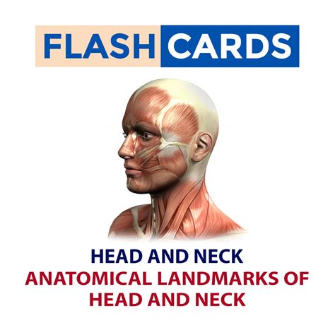 Anatomical Landmarks Of Head And Neck Head And Neck Anatomy Exams