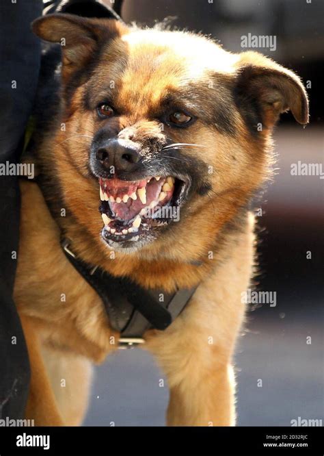 Police Dog Barking Hi Res Stock Photography And Images Alamy