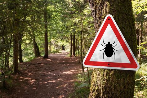 How To Protect Yourself From Ticks And Lyme Disease Yankee Magazine