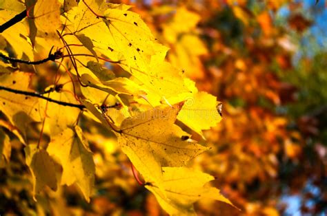 Yellow Fall Leaves Stock Photo Image Of Background Foliage 80234144