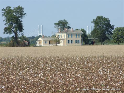 Lakeport Plantation Another Season Of Cotton