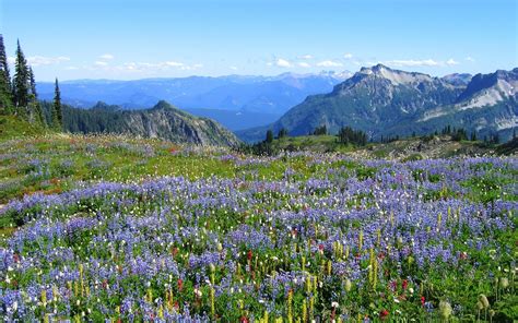 Wallpaper Landscape Mountains Flowers Grass Sky Field National