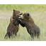Picture Of Grizzly Bear Cubs Playing  Shetzers Photography