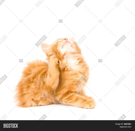 Kitten Scratching Itch Image And Photo Free Trial Bigstock