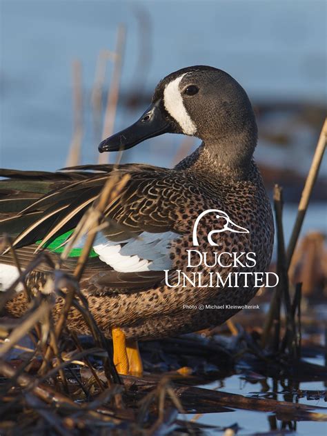 Waterfowl Wallpaper 53 Pictures