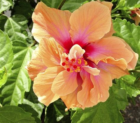 Hibiscus Varieties 25cm Outdoor Plants Gardenshop