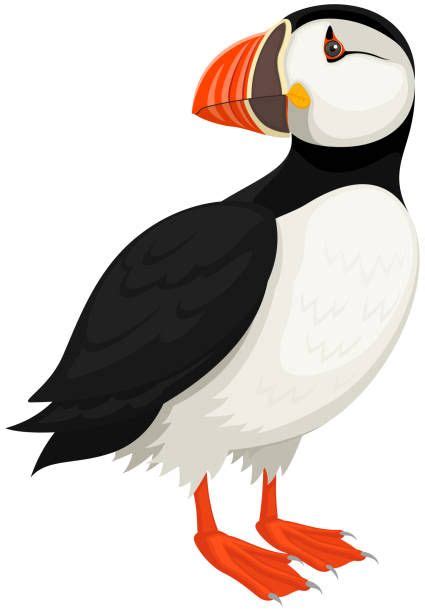 684 Puffin Illustrations And Clip Art Istock Free Vector Graphics Free