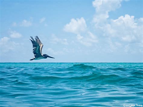 Water Glider 🌊☀️🌊 Haulover Beach Fl Olympus Digital Ca Flickr