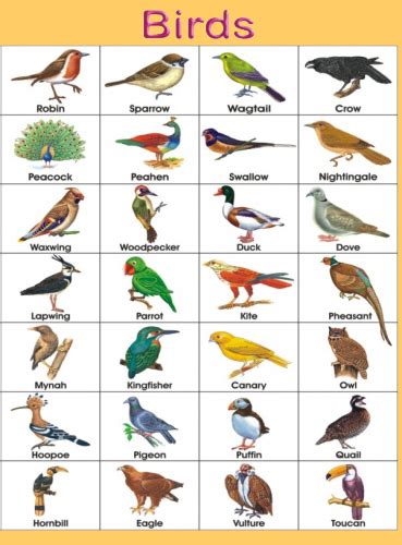 Birds Name Chart Toppers Bulletin