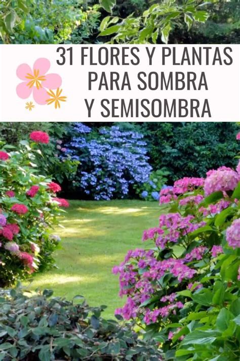 30 Flores De Sombra Y Plantas De Sombra Parcial